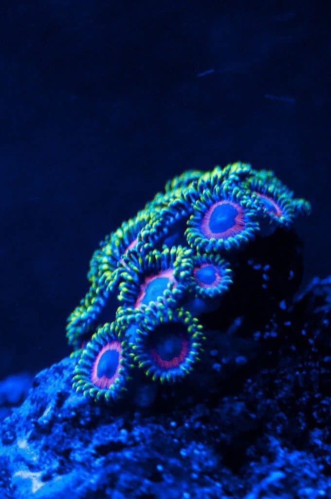 Zoanthids Coral Care Guide Understanding Zoas Salt Tank Report