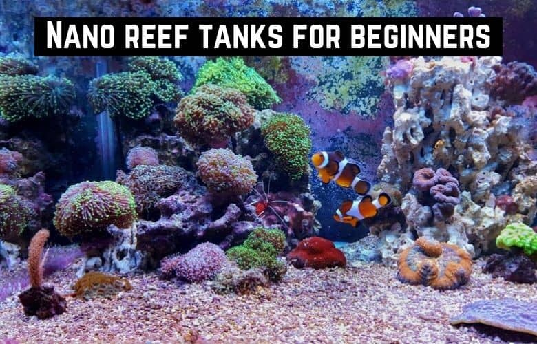 Nano Reef Tanks For Beginners Essential Guide Salt Tank Report