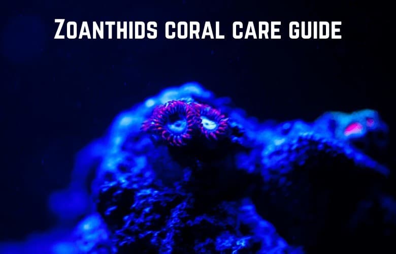 Zoanthids Coral Care Guide Understanding Zoas Salt Tank Report