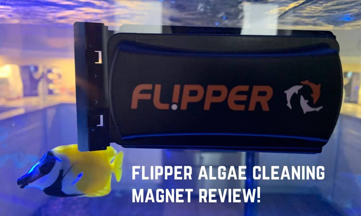 Best Aquarium Glass Cleaning Scraper Flipper Algae Review