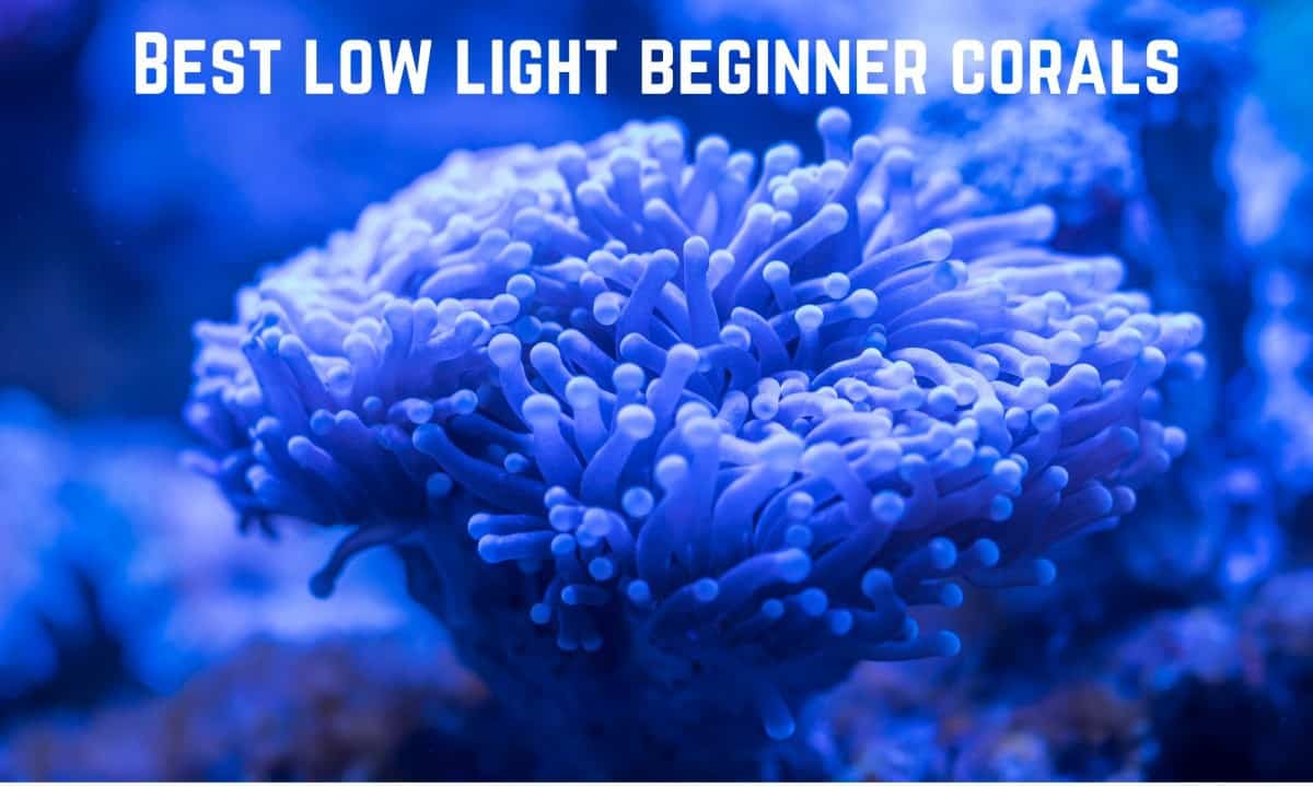 Best Low Light Beginner Corals Salt Tank Report