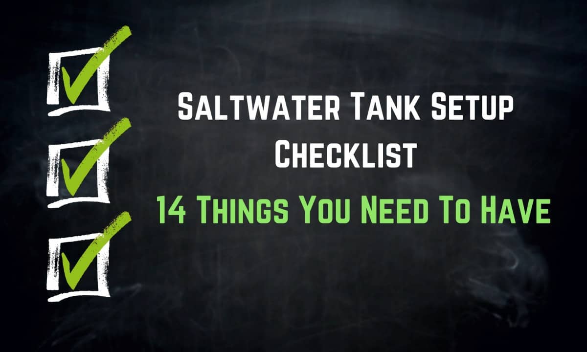 View of Saltwater Tank Setup Checklist (14 Things You Need)