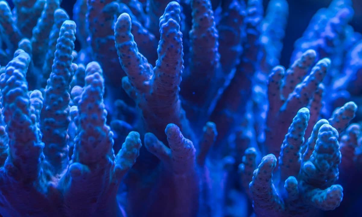 Reef Tank Dosing How To Add Supplements