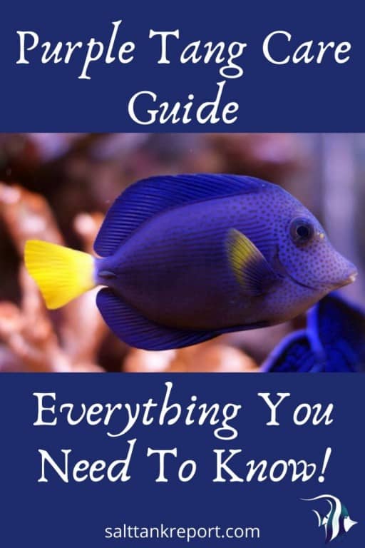 Purple Tang Care Guide (Everything You Need To Know) Salt Tank Report