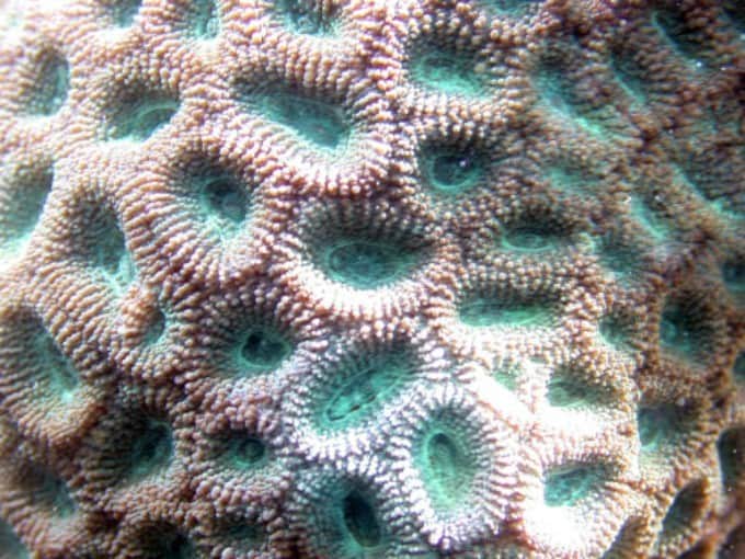 7 Easy LPS Corals To Keep In Saltwater Tanks Salt Tank Report