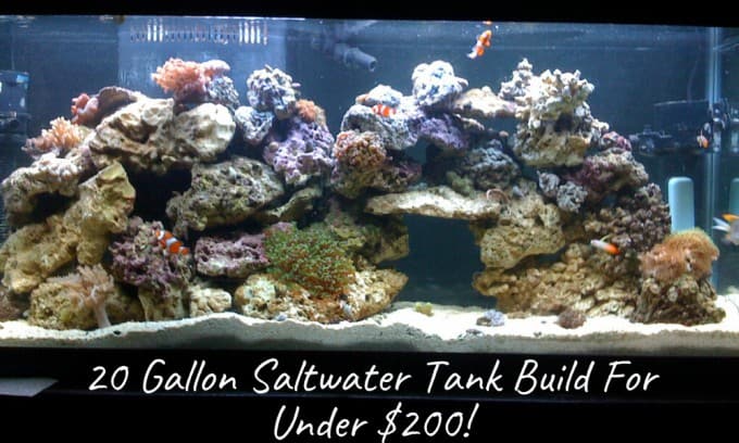 Picture of 20 Gallon Saltwater Tank Build Cost - $200 Complete!