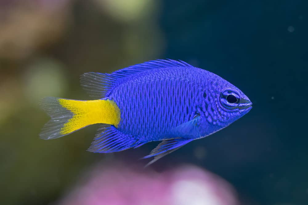7 Best Saltwater Fish For A 20 gallon Tank