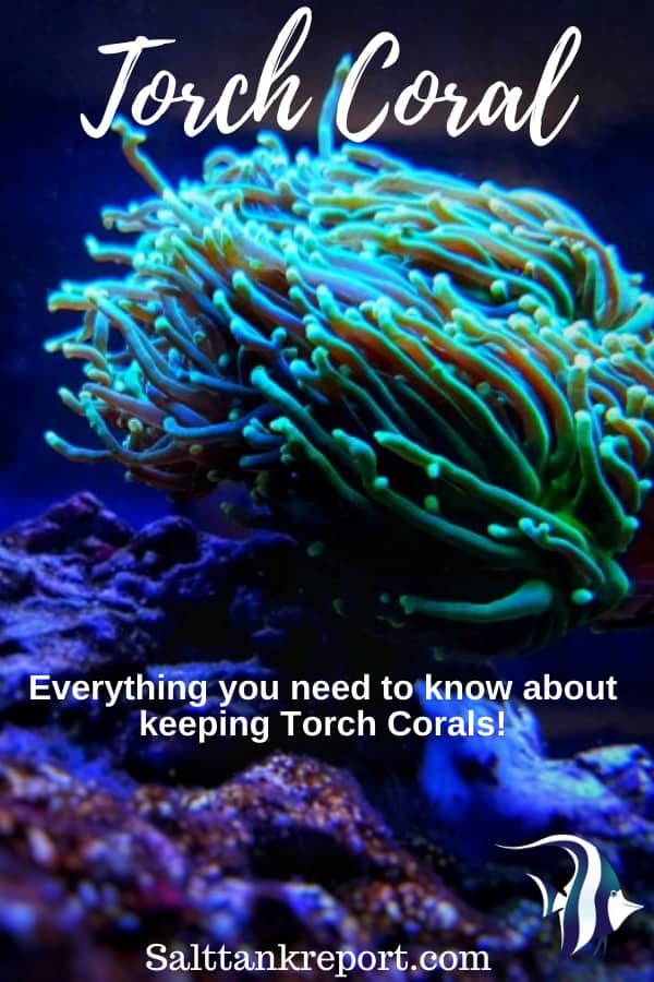 Torch Coral Care Guide) Salt Tank Report