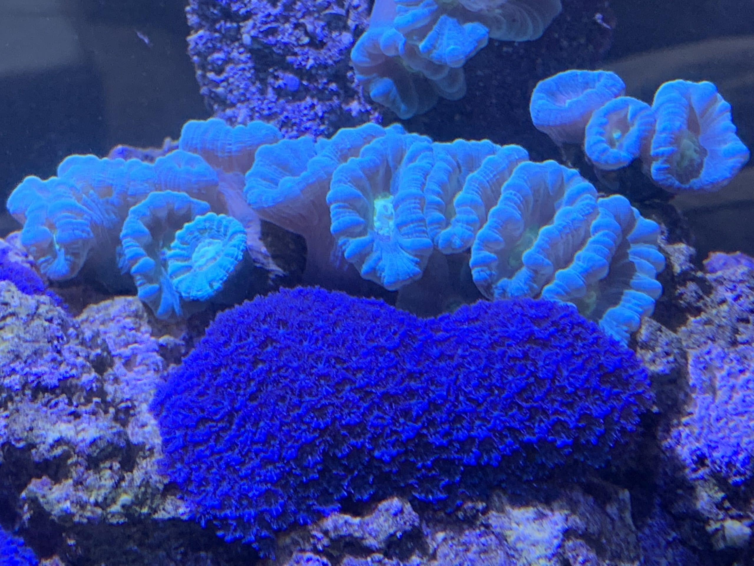 9 Best Corals For Biocube 32 Aquarium Salt Tank Report
