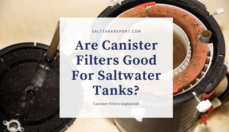 Image showcasing Are Canister Filters Good For Saltwater Tanks?