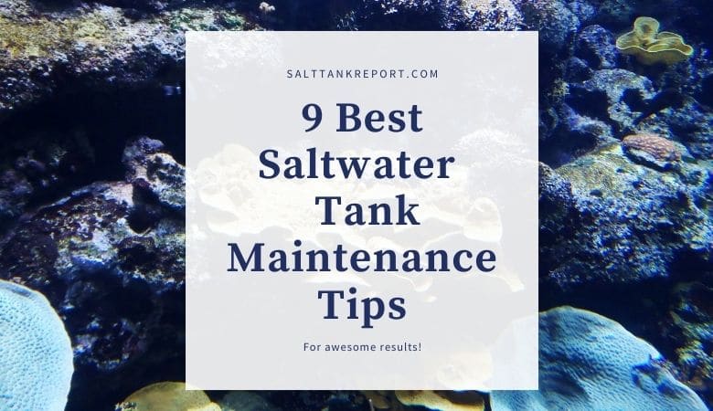 Picture of 9 Best Saltwater Tank Maintenance Tips(For Awesome Results)