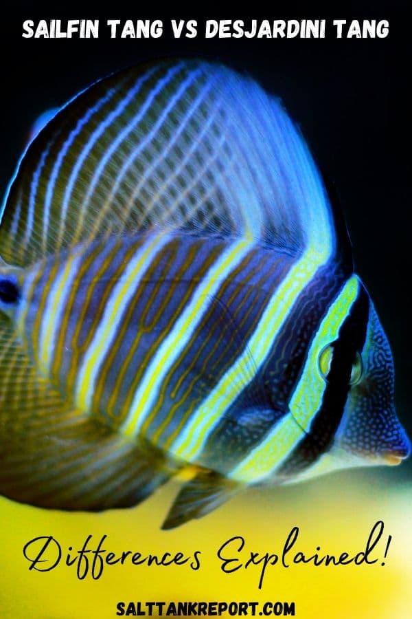 Sailfin Tang Vs Desjardini : Sailfin Tang Fish Breed Profile – HWGD