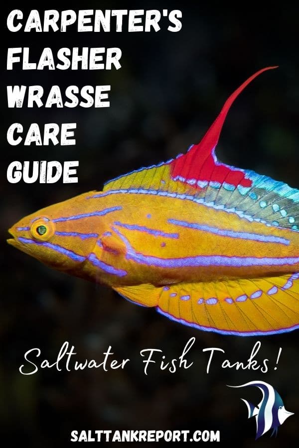Carpenter’s Flasher Wrasse Care (The Complete Guide) Salt Tank Report