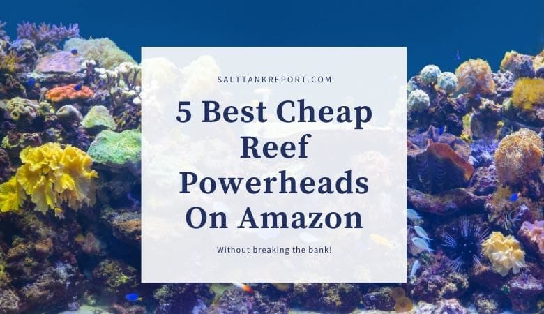 Photo inspiration: Gallery Detail: 5 Best Cheap Reef Powerheads On Amazon