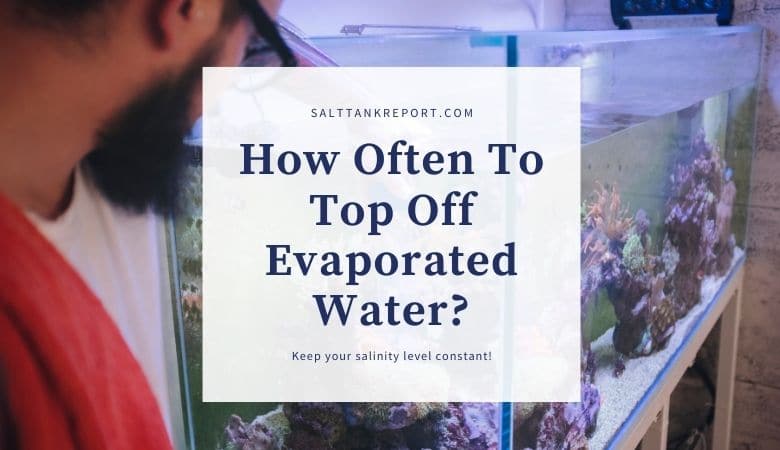 Picture of How Often Should You Top Off Water In Saltwater Tanks?